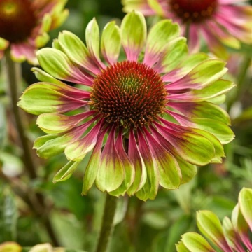 Echinaceea (Echinacea purpurea Green Twister), planta perena, planta medicinala, planta parfumata