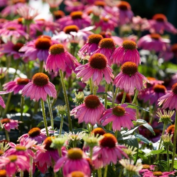 Echinaceea (Echinacea purpurea Powwow Wild Berry) - Img 2