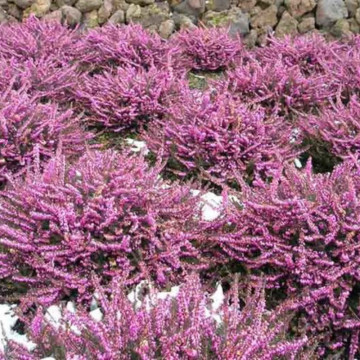 Erica (Erica darl. Erica Kramer s rote), vesnic verde, planta perena, flori roz - Img 2