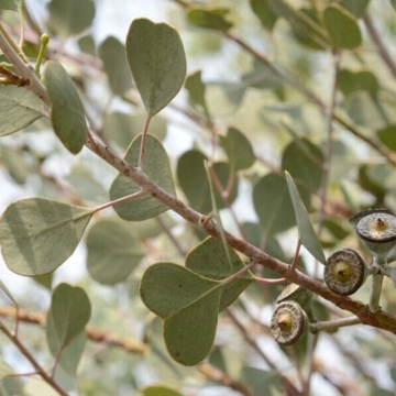 Eucalipt (Eucalyptus websteriana Heart), arbore ornamental - Img 2