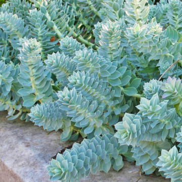 Euforbie (Euphorbia myrsinites), vesnic verde, planta acoperitoare de sol - Img 2