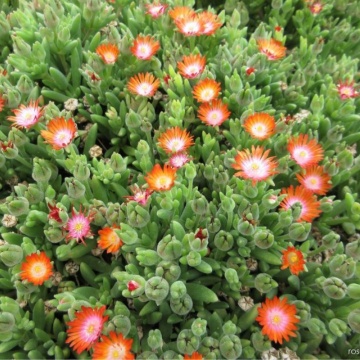 Floarea de cristal portocalie (Delosperma cooperi Ice Cream Orange) - Img 2