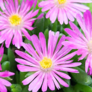 Floarea de cristal roz (Delosperma cooperi Delmara Pink Halo), vesnic verde, planta perena, flori roz - Img 2