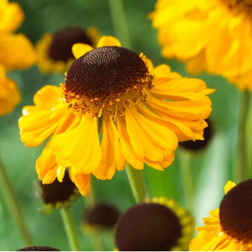 Floarea Elenei (Helenium bigelovii 'The bishop'), planta perena, flori galbene