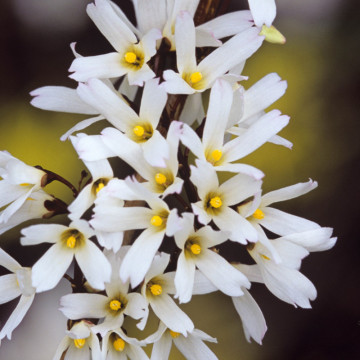 Forsitia alba (Abeliophyllum distichum), arbust ornamental, planta parfumata, flori alb