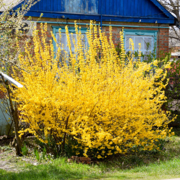 Forsitia (Forsythia intermedia) RN - Img 4