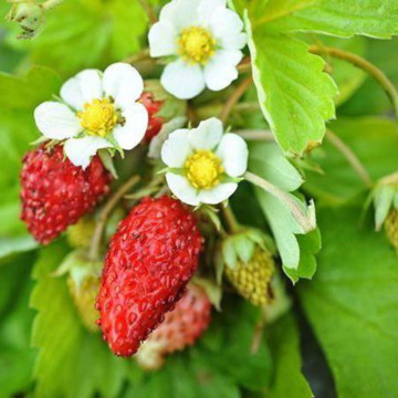 Fragute (Fragaria Alexandria), planta fructifera, planta aromatica, planta medicinala