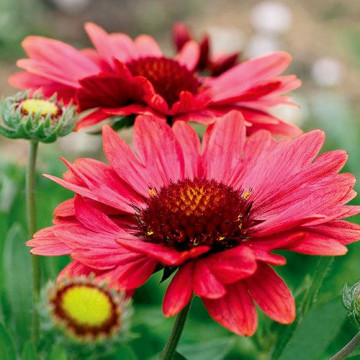 Gailardia, roata de foc (Gaillardia aristata Arizona Red Shades), planta perena, flori rosu