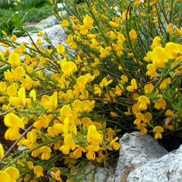 Genista (Genista lydia) ghiveci 2 l, planta acoperitoare de sol, flori galbene