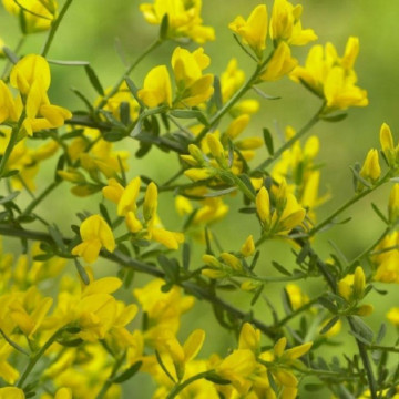 Genista (Genista lydia), planta acoperitoare de sol, flori galbene - Img 4