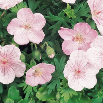 Geranium (Geranium sanguineum Vision Pink), planta acoperitoare de sol, flori roz