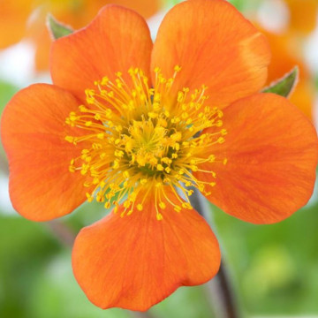 Geum Coccineum Borisii ghiveci 2 l, planta perena, flori portocaliu