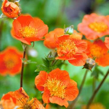 Geum (Geum c tosai orange)