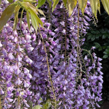 Glicina altoita (Wisteria floribunda Royal purple), planta cataratoare, planta parfumata, flori verde - Img 2