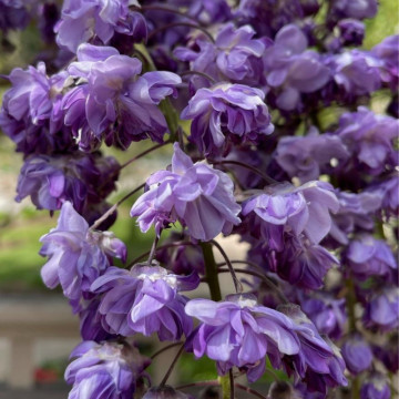 Glicina altoita (Wisteria floribunda Violacea Plena), planta cataratoare, planta parfumata, flori verde - Img 2