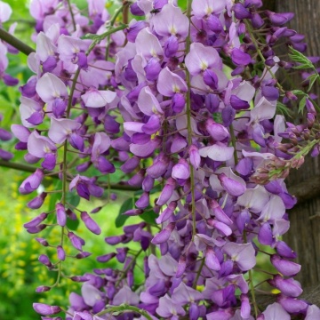 Glicina (Wisteria sinensis Caroline), planta gard viu, planta cataratoare, gradina japoneza