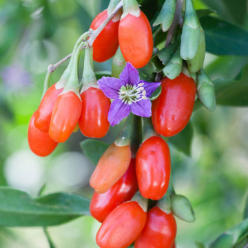 Goji (Lycium barbarum), planta gard viu, arbust fructifer