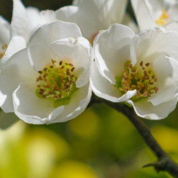 Gutui japonez alb (Chaenomeles speciosa Nivalis), planta gard viu, arbust ornamental, gradina japoneza - Img 2