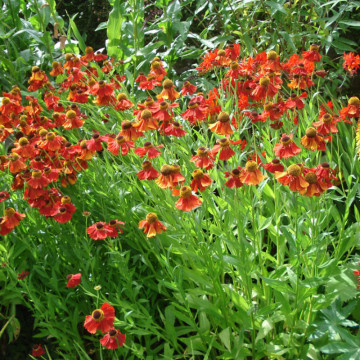 Helenium autumnale Helena Red Shades, planta perena, flori rosu - Img 3