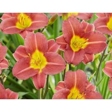 Hemerocallis 'Scarlet breeze'
