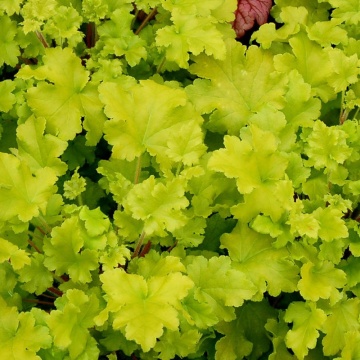 Heuchera (Heuchera Villosa Carnival Lime), planta ornamentala - Img 2