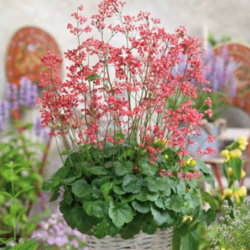 Heuchera sanguinea Leuchtkäfer ghiveci 2 l, planta perena, flori rosu - Img 2