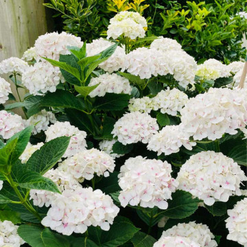 Hortensia alba (Hydrangea macr. Mme E. Mouillere), planta cu flori, flori alb