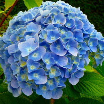 Hortensia albastra (Hydrangea macro. Nikko Blue), planta cu flori, flori albastru - Img 4