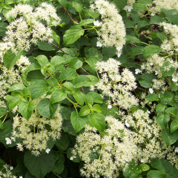 Hortensia cataratoare (Hydrangea anomala ssp petiolaris), planta gard viu, planta cataratoare, planta parfumata - Img 4