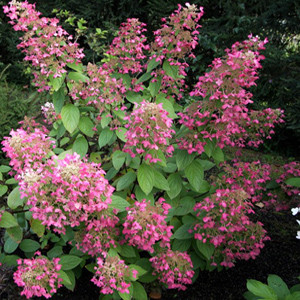 Hortensia (Hydrangea paniculata Ruby), planta de gradina
