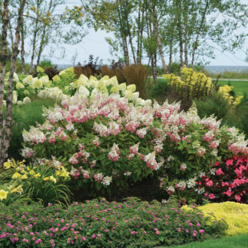 Hortensia roz (Hydrangea paniculata Pinky Winky), arbust ornamental, flori roz - Img 3