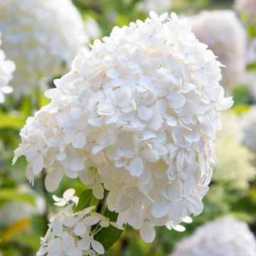 Hortensia Silver Dollar (Hydrangea pan. Silver Dollar), planta gard viu, arbust ornamental, flori alb