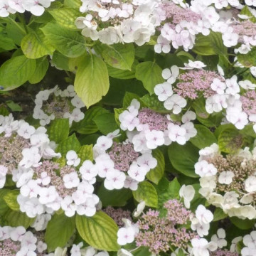 Hortensie (Hydrangea macrophylla Libelle), arbust ornamental, flori multicolor - Img 4
