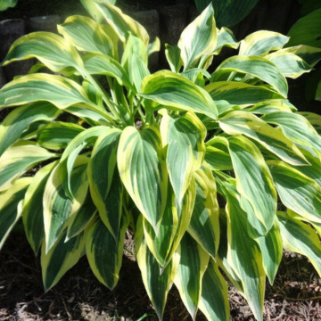 Hosta 'lakeside dragonfly', planta perena, flori mov - Img 2
