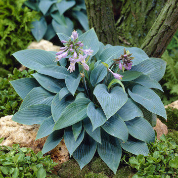 Hosta tardiana 'Halcyon', planta perena, flori mov