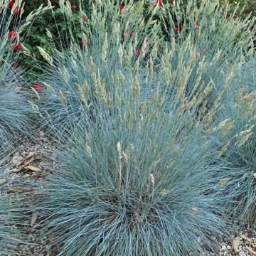 Iarba albastra (Festuca glauca Festina) ghiveci 2L, iarba decorativa