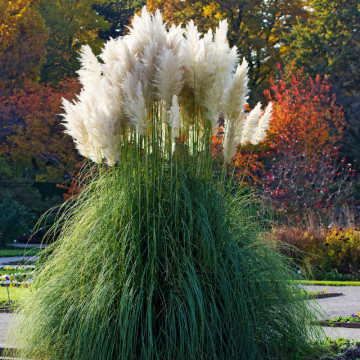Iarba de pampas alba (Cortaderia s. White Plume) ghiveci 2 l - Img 2