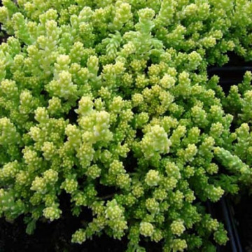 Iarba de soaldina (Sedum acre) ghiveci 2 l, vesnic verde, planta perena