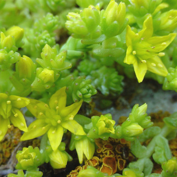 Iarba de soaldina (Sedum acre), vesnic verde, planta perena
