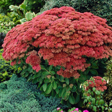 Iarba de soaldina (Sedum Autum joy), planta perena, planta melifera, flori rosu