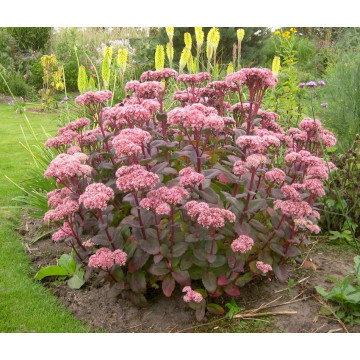 Iarba de soaldina (Sedum Matrona) ghiveci 2l, planta perena, planta melifera, flori roz