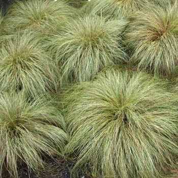 Iarba decorativa (Carex comans Frosted Curls), frunzis galben
