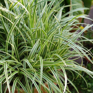 Iarba decorativa (Carex morrowii 'Vanilla Ice'), vesnic verde - Img 3