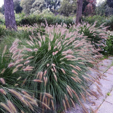 Iarba decorativa (Pennisetum alopecuroides) ghiveci 2 l, vesnic verde - Img 2