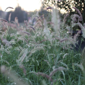 Iarba decorativa (Pennisetum orientale Fairy Tails) - Img 2