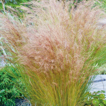 Iarba ornamentală (Stipa tenuissima Pony Tail), iarba decorativa, frunzis galben - Img 4