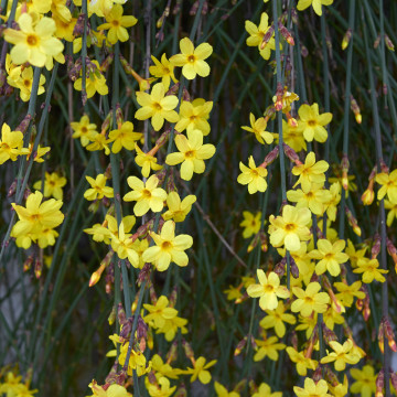 Iasomie de iarna (Jasminum nudiflorum), planta gard viu, arbust ornamental, flori galbene - Img 2
