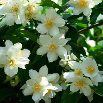Iasomie, lamaita (Philadelpus lemoinei), planta gard viu, arbust ornamental, gradina japoneza