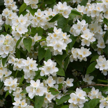 Iasomie (Philadelphus coronarius), planta gard viu, arbust ornamental, planta melifera - Img 2