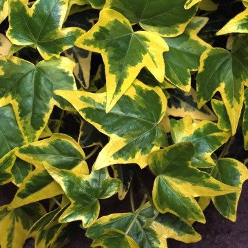 Iedera (Hedera helix Goldchild), vesnic verde, planta cataratoare